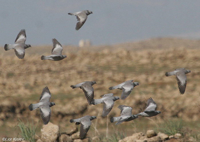 יונת עצים  Stock Dove Columba Oenas                               תל סאקי,רמת הגולן,ינואר 2009.צלם:ליאור כסלו